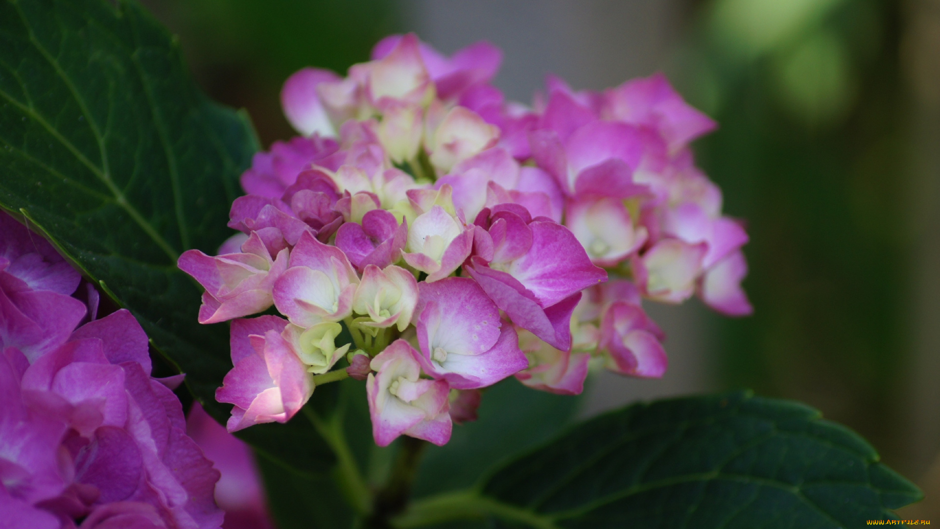 цветы, листья, розовые, соцветие