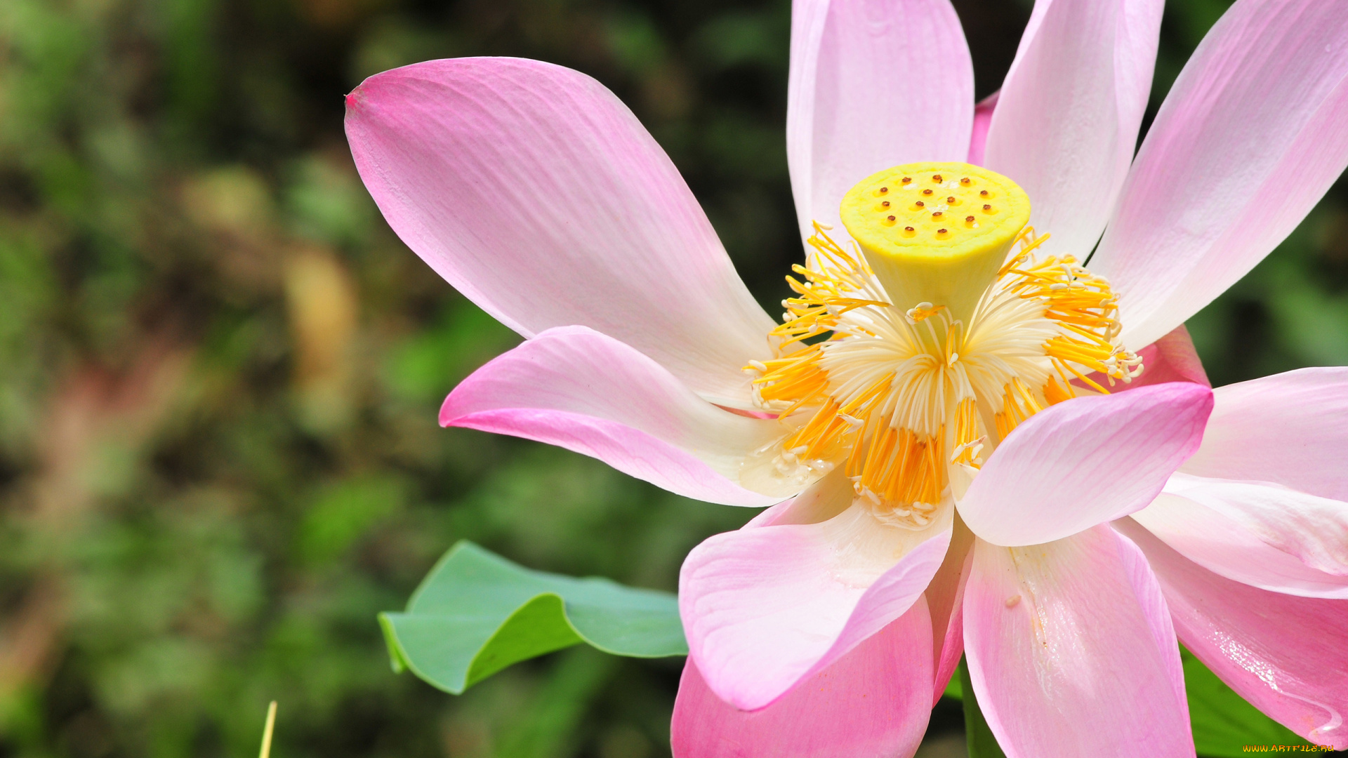 цветы, лотосы, розовый, лотос