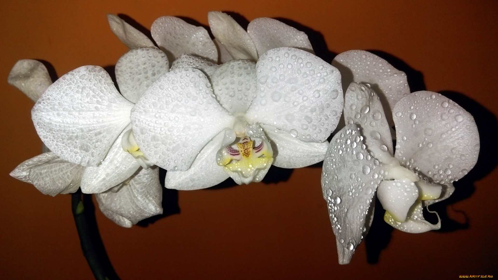 цветы, орхидеи, экзотика