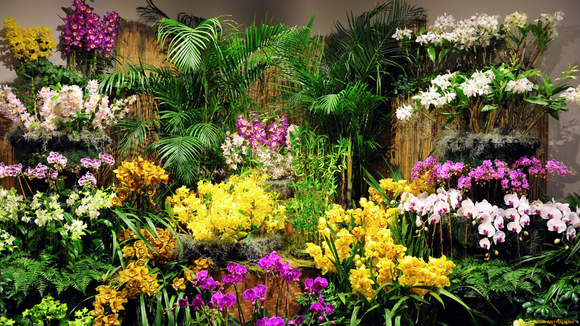 цветы, орхидеи, экзотика
