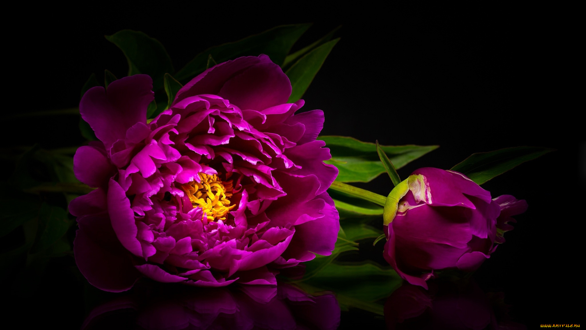 цветы, пионы, бутоны