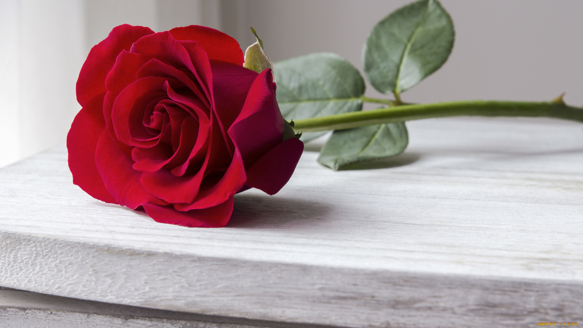 цветы, розы, бутон, red, bud, красная, роза, romantic, wood, beautiful, rose