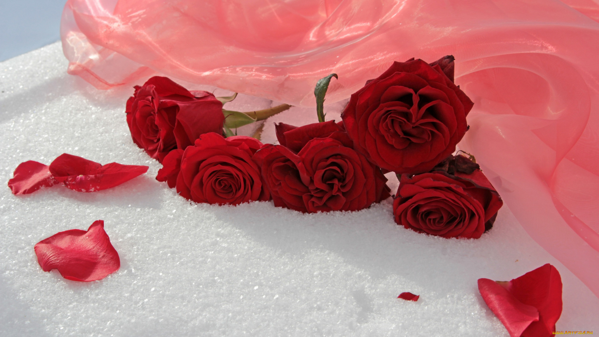 цветы, розы, красные, лепестки, ткань