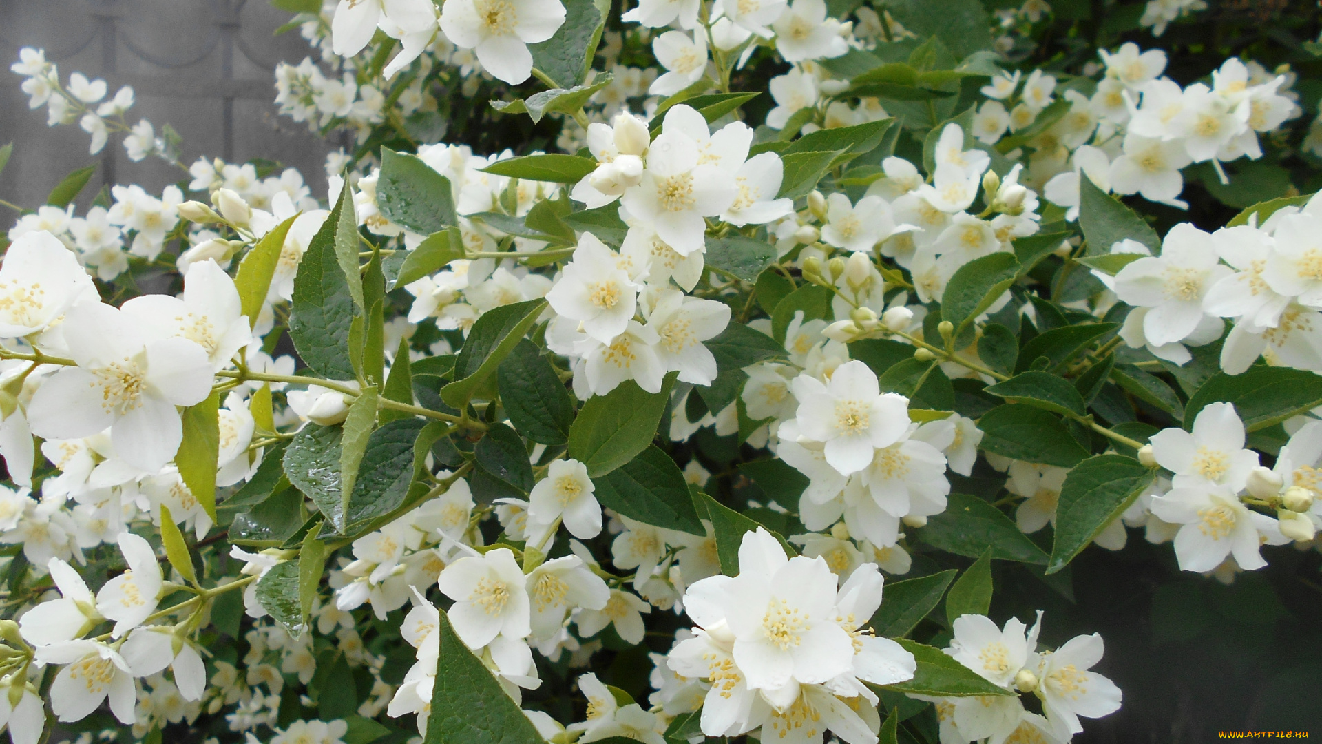 цветы, жасмин