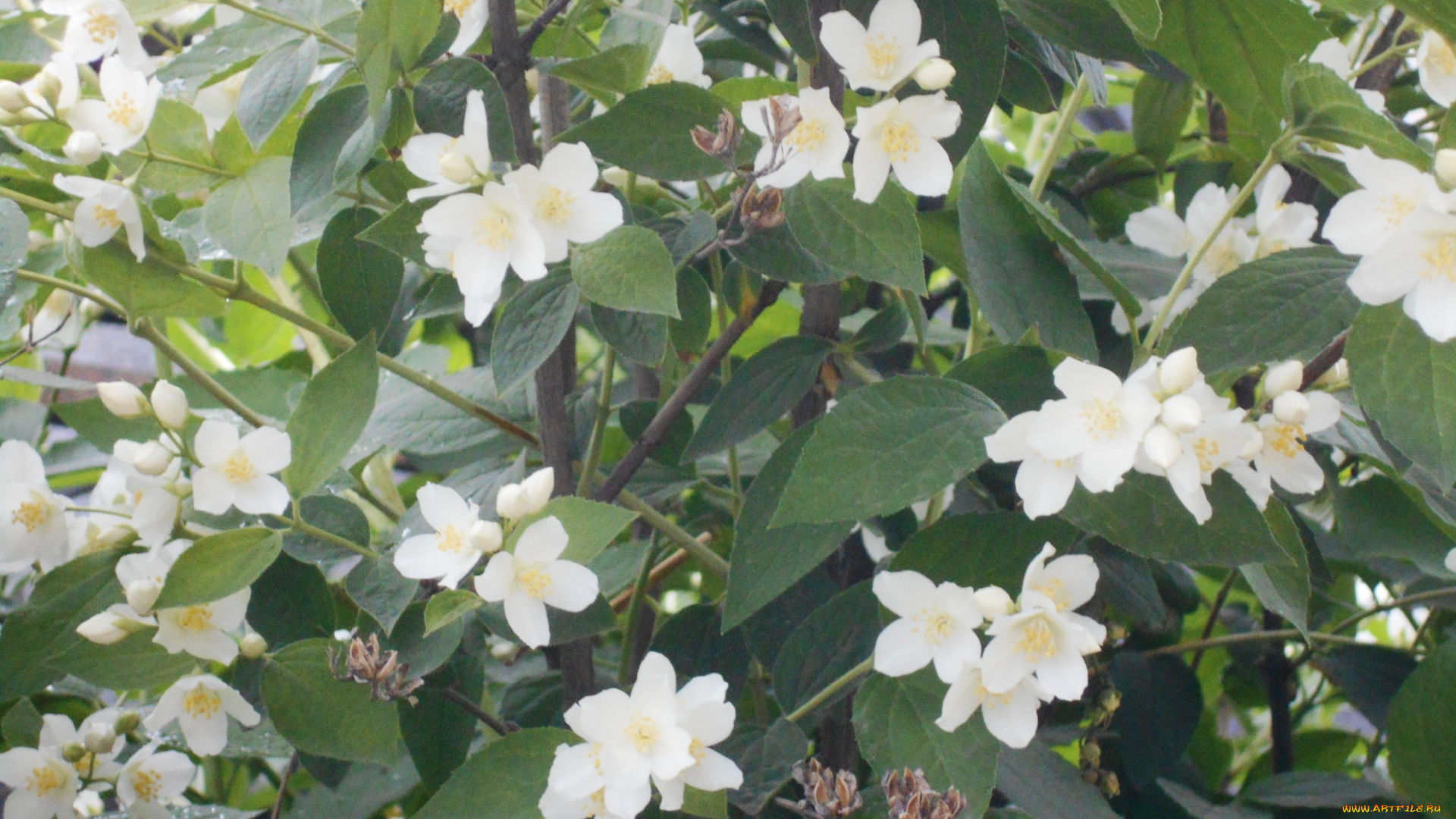 цветы, жасмин