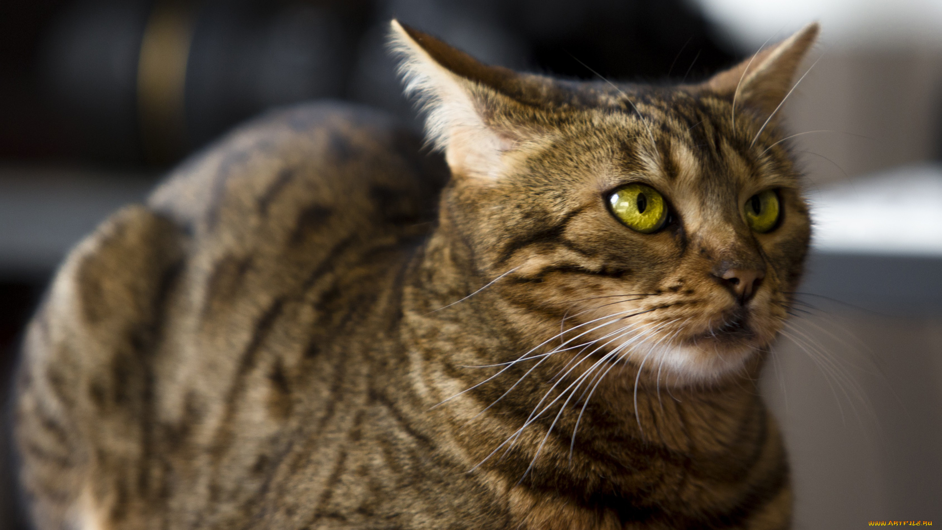 кошка, животные, коты