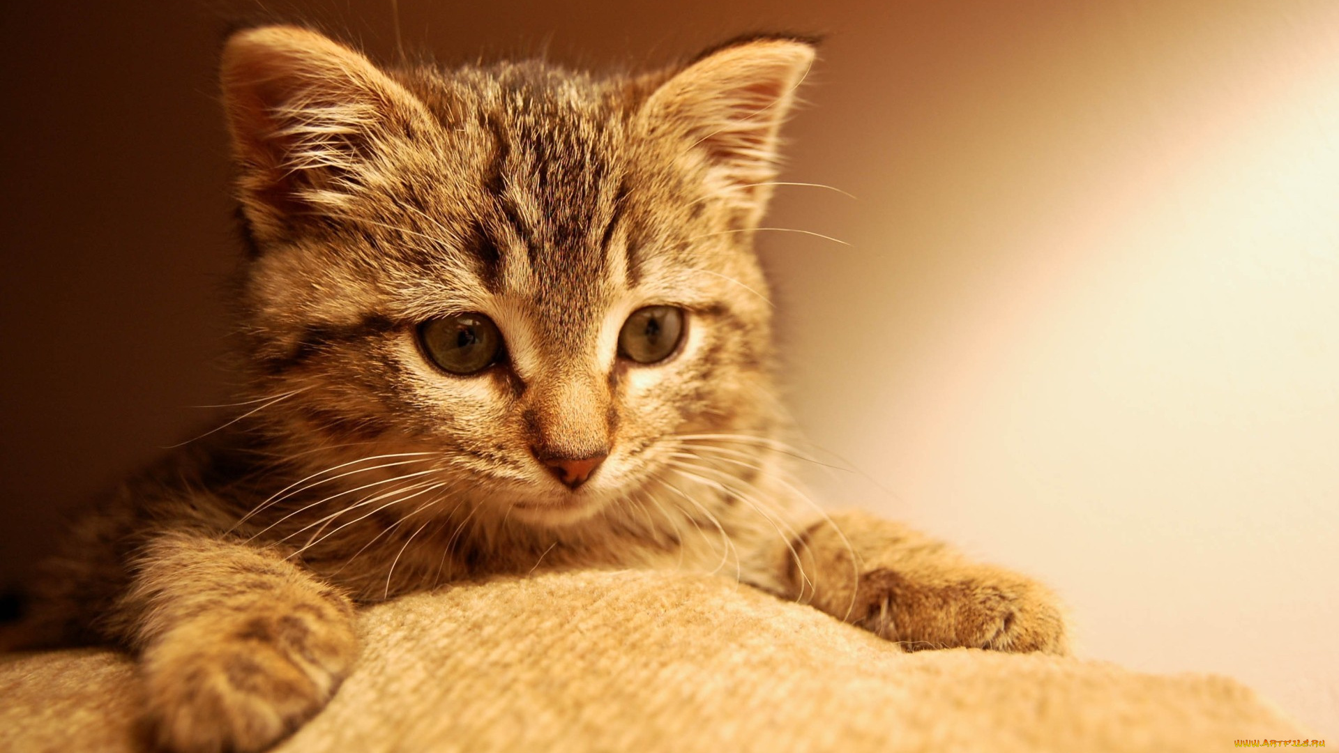 кошка, животные, коты