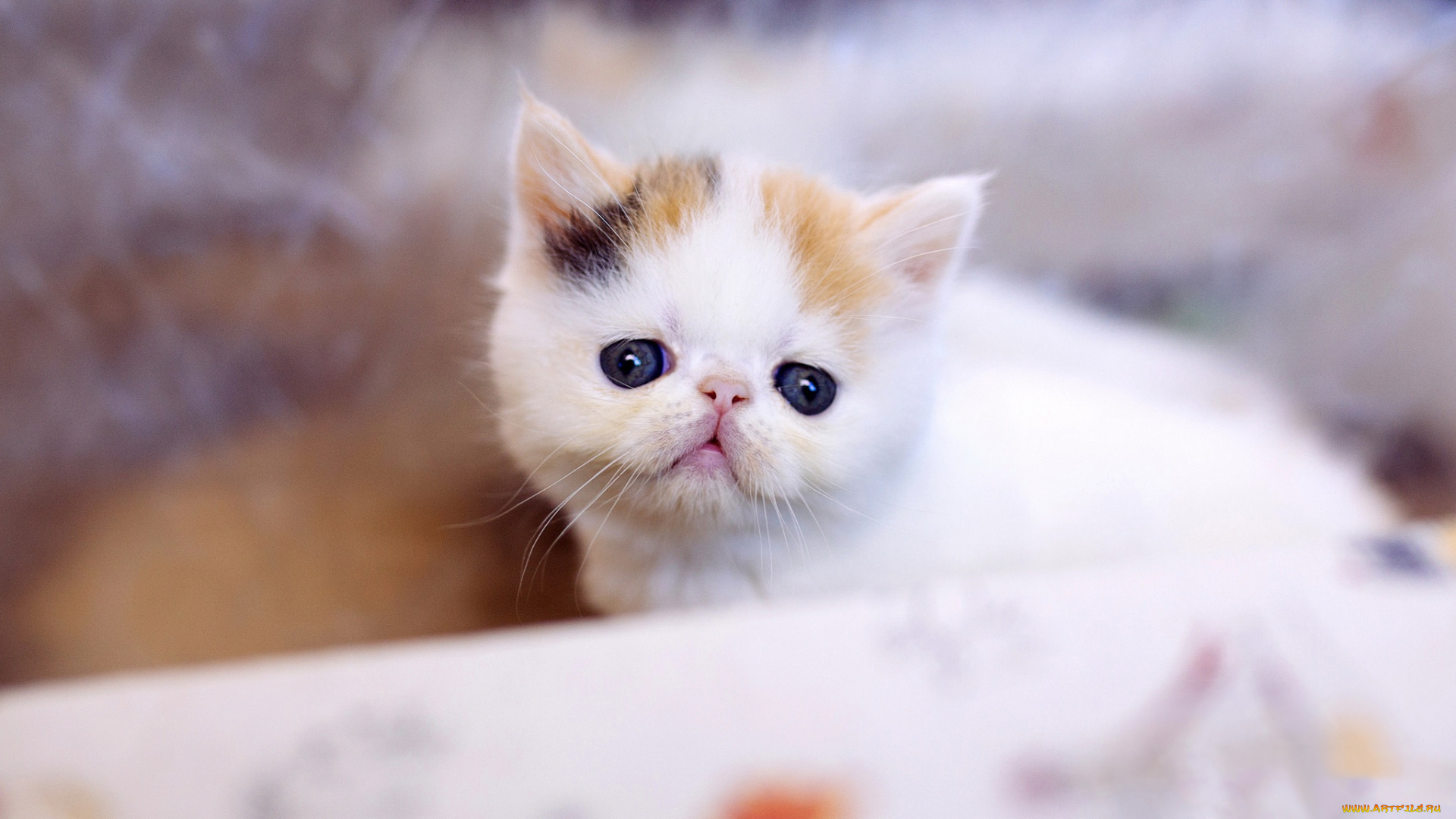 кошка, животные, коты