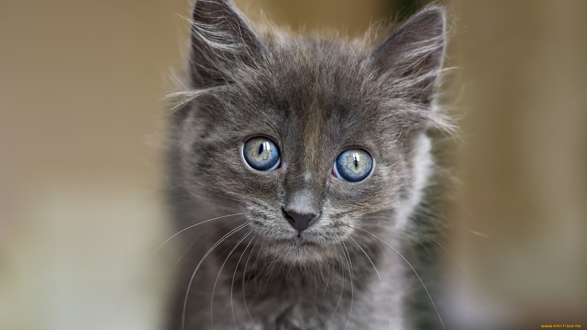 кошка, животные, коты