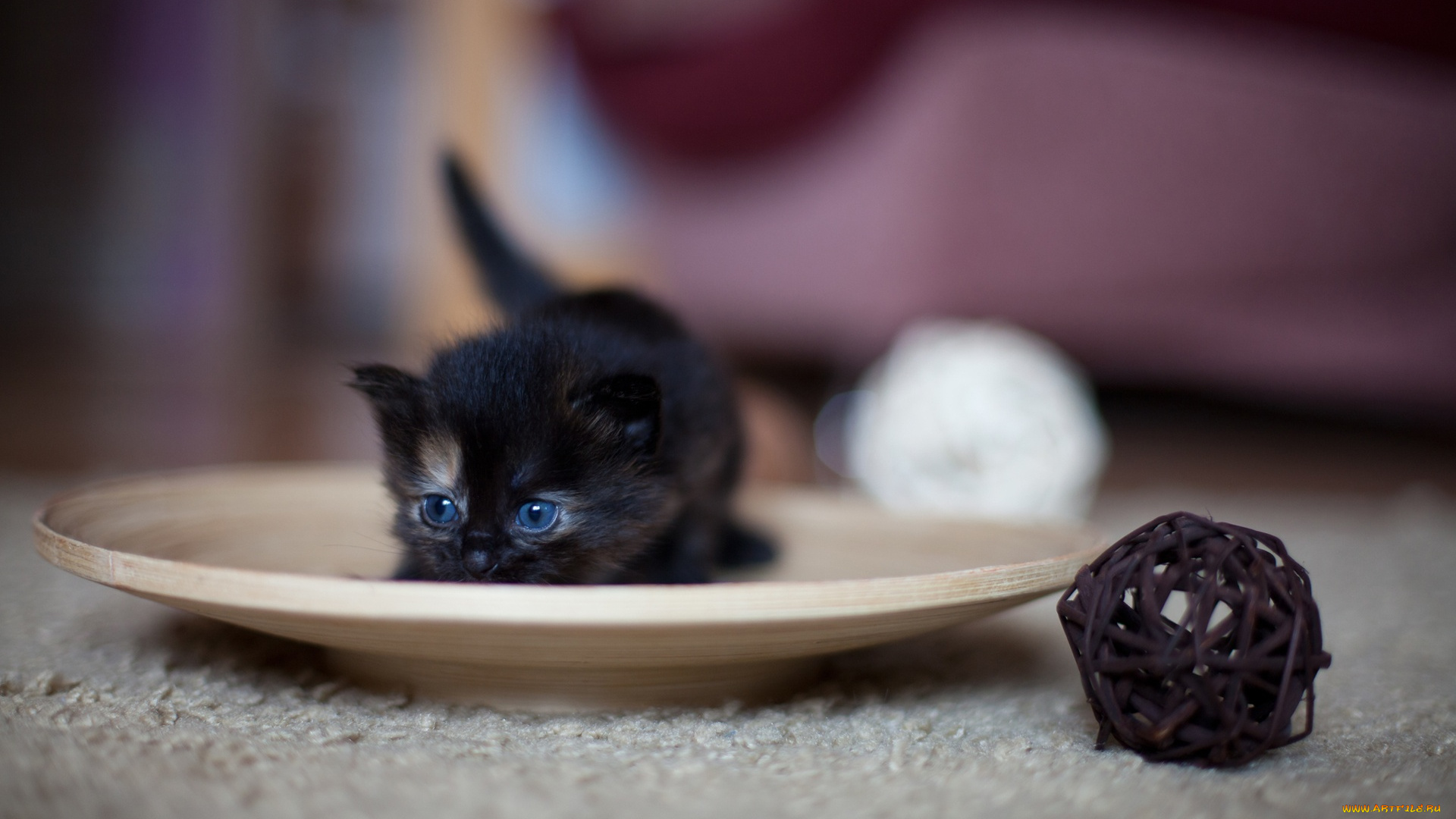 кошка, животные, коты