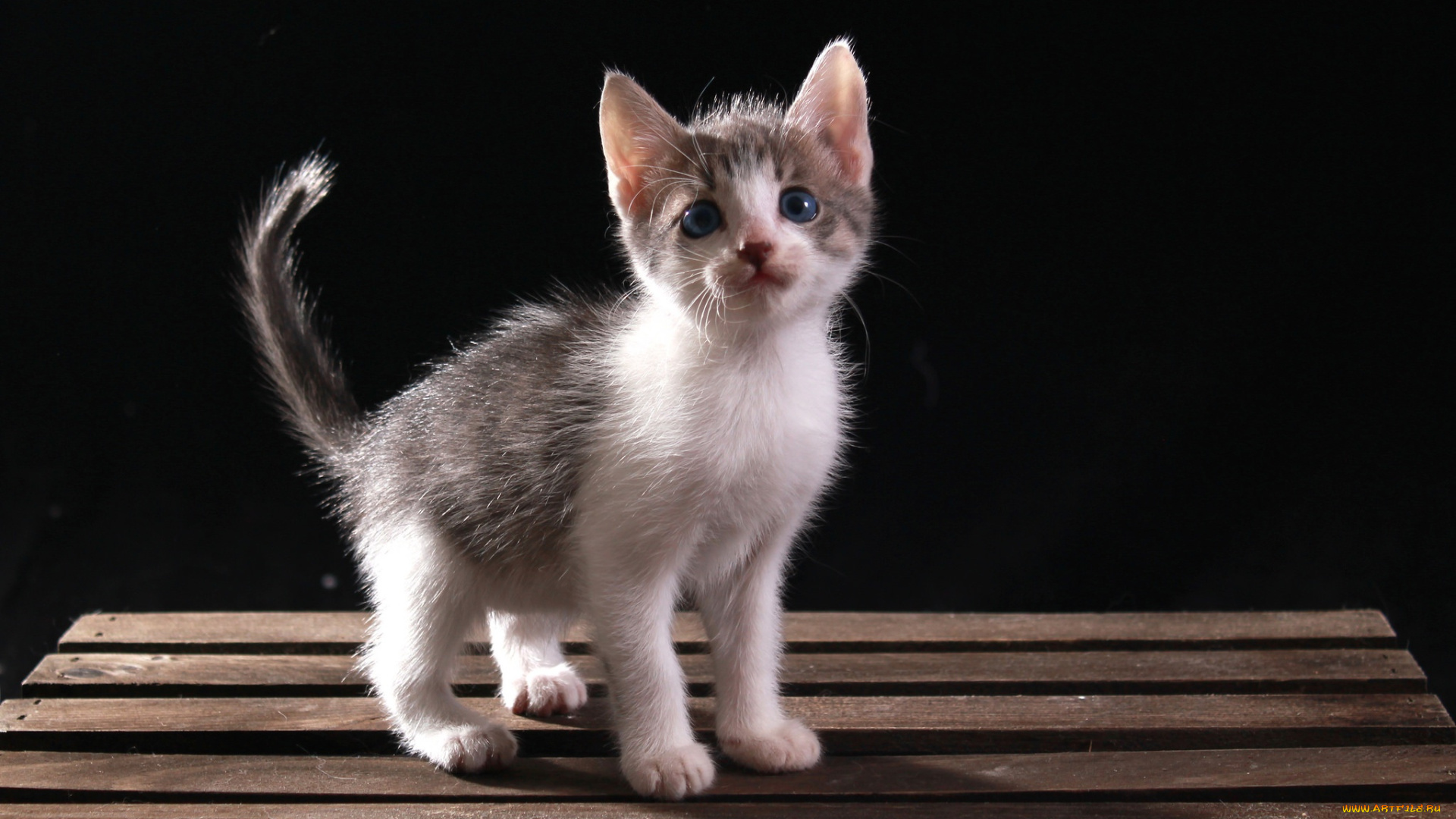 кошка, животные, коты