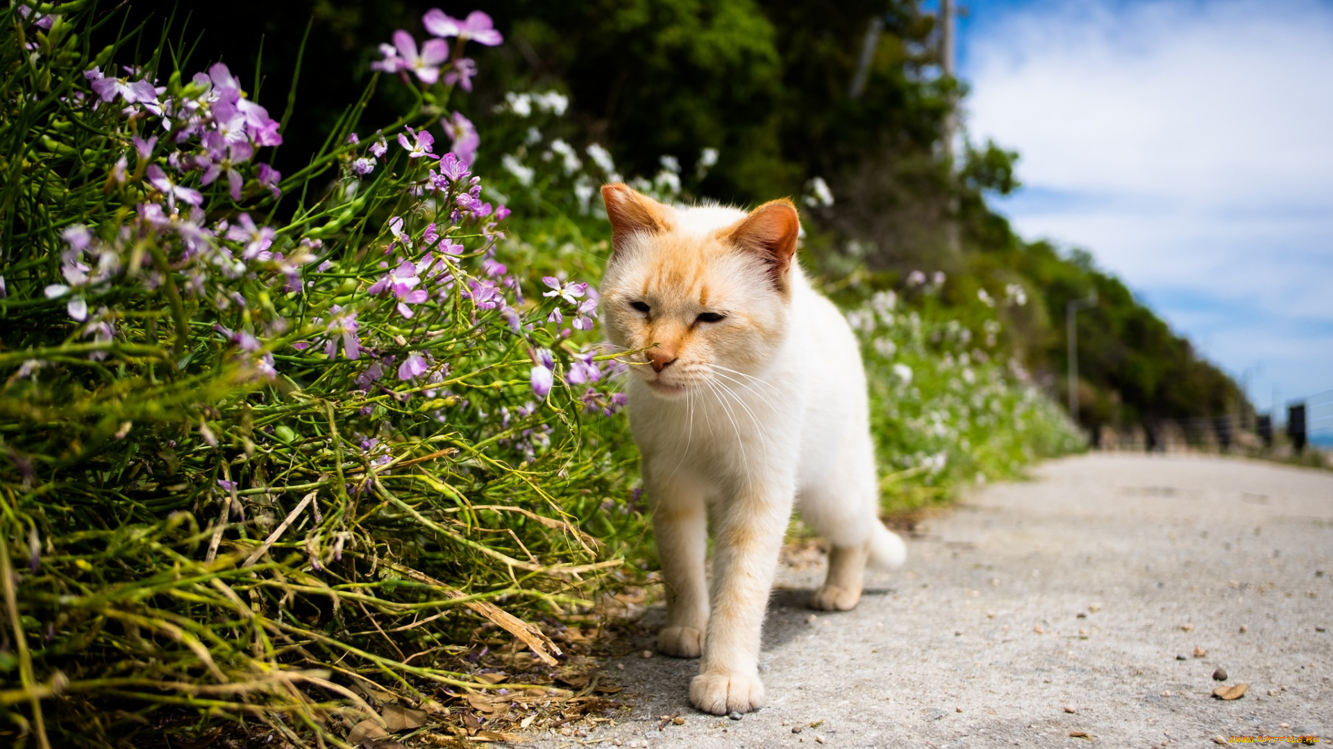 кошка, животные, коты