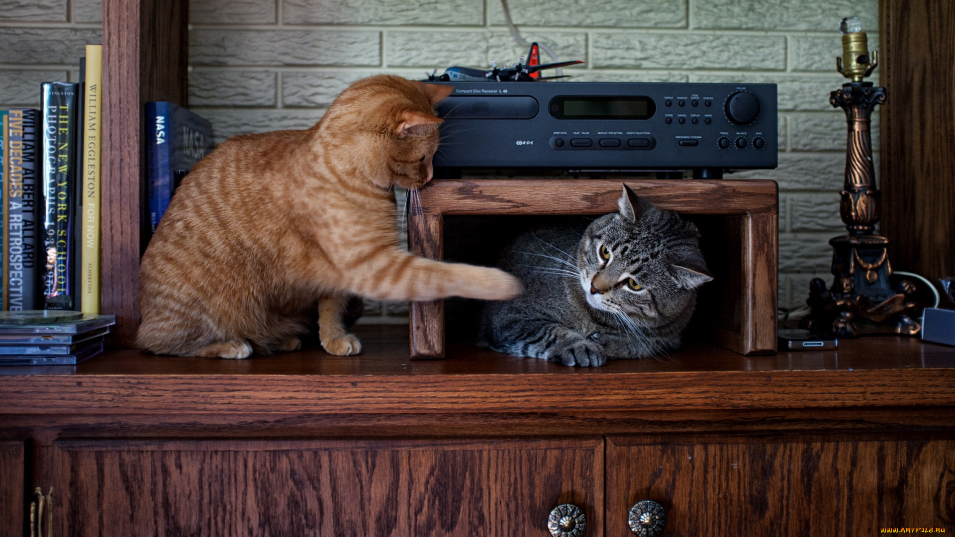 кошка, животные, коты