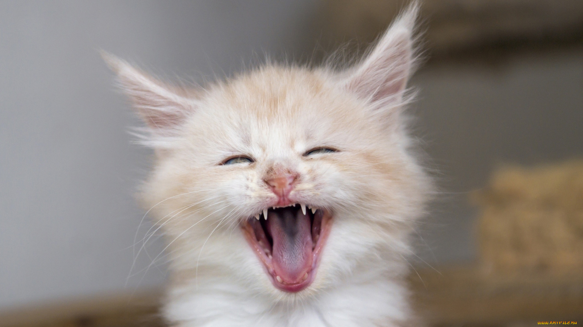 кошка, животные, коты