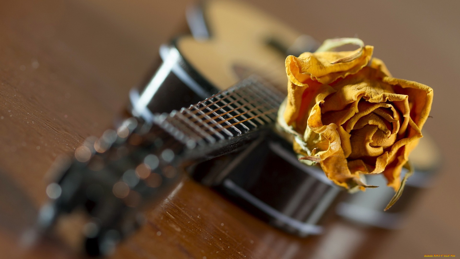 музыка, -музыкальные, инструменты, гитара, цветок