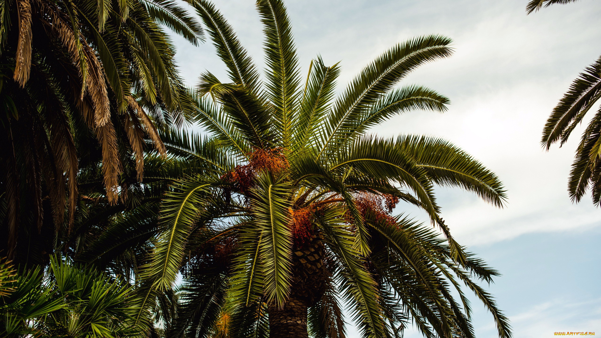 природа, деревья, пальма