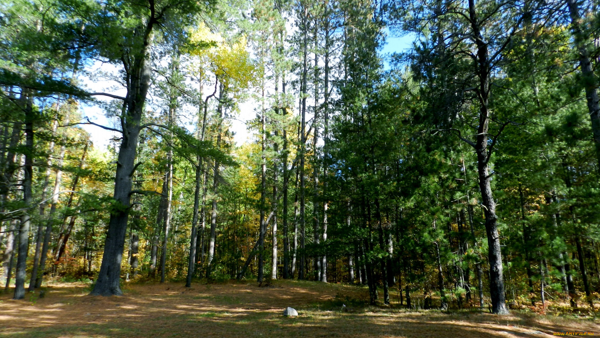 природа, лес, сосны