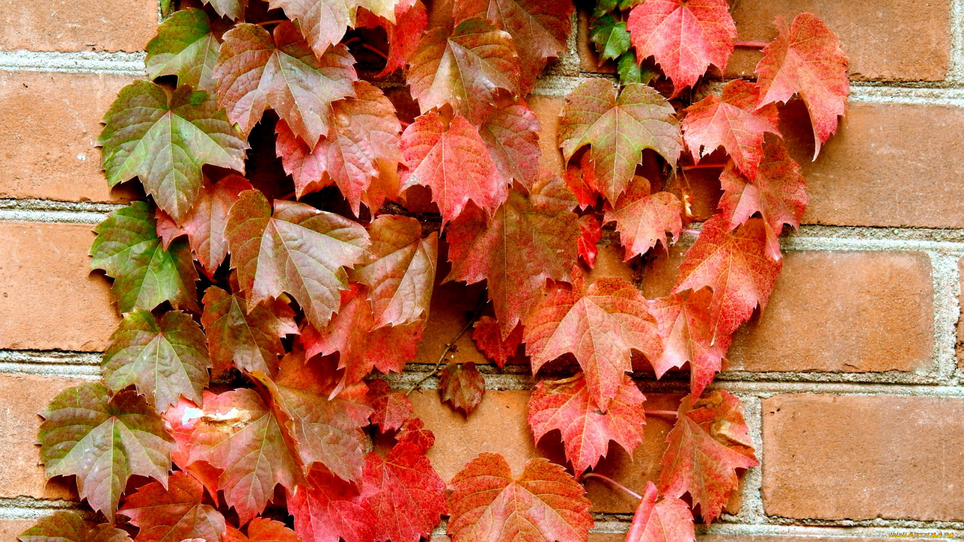 природа, листья, осень