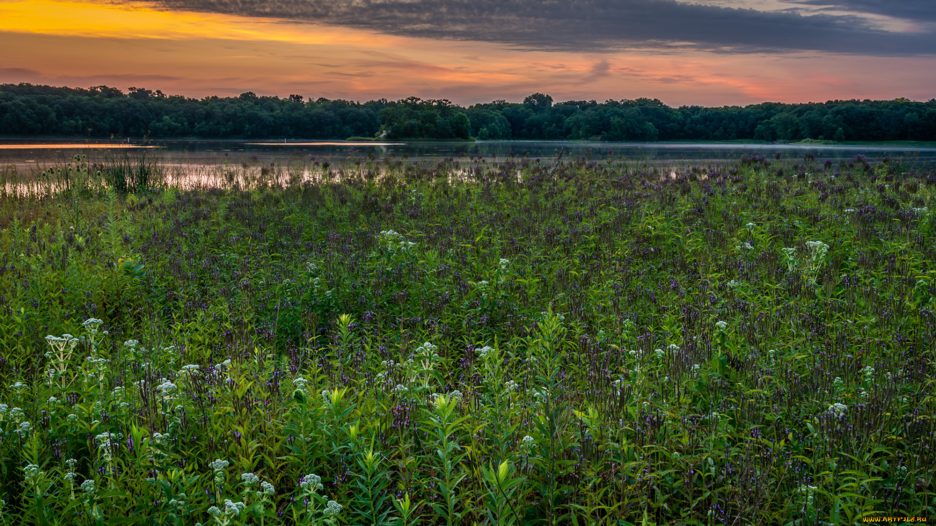 природа, луга, простор