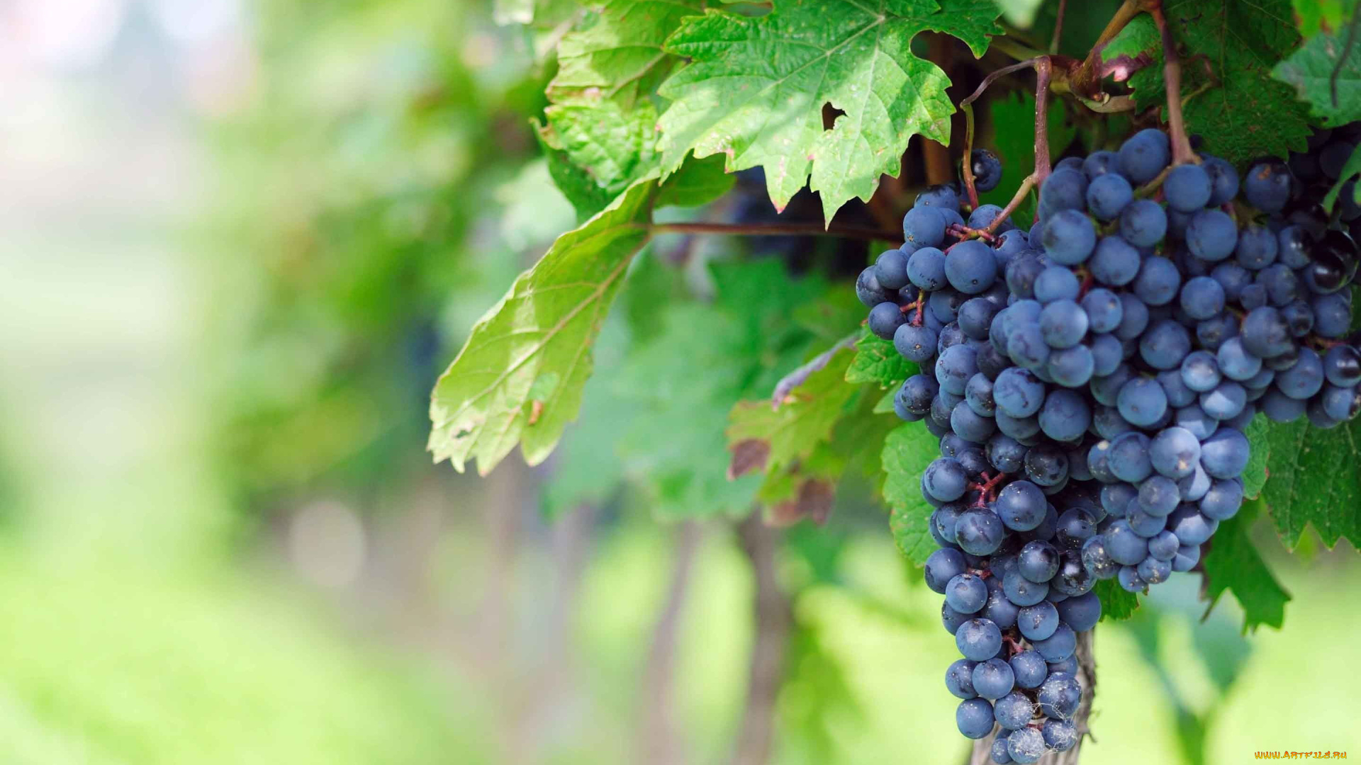 природа, Ягоды, , виноград, гроздь