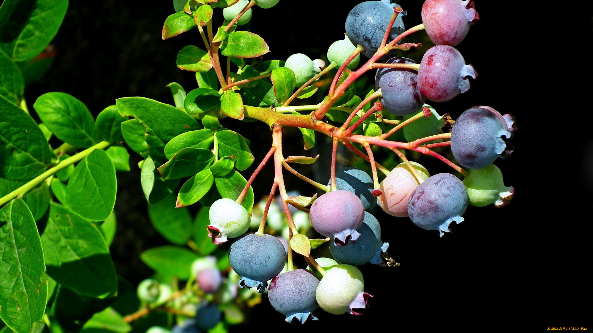 природа, Ягоды, черника