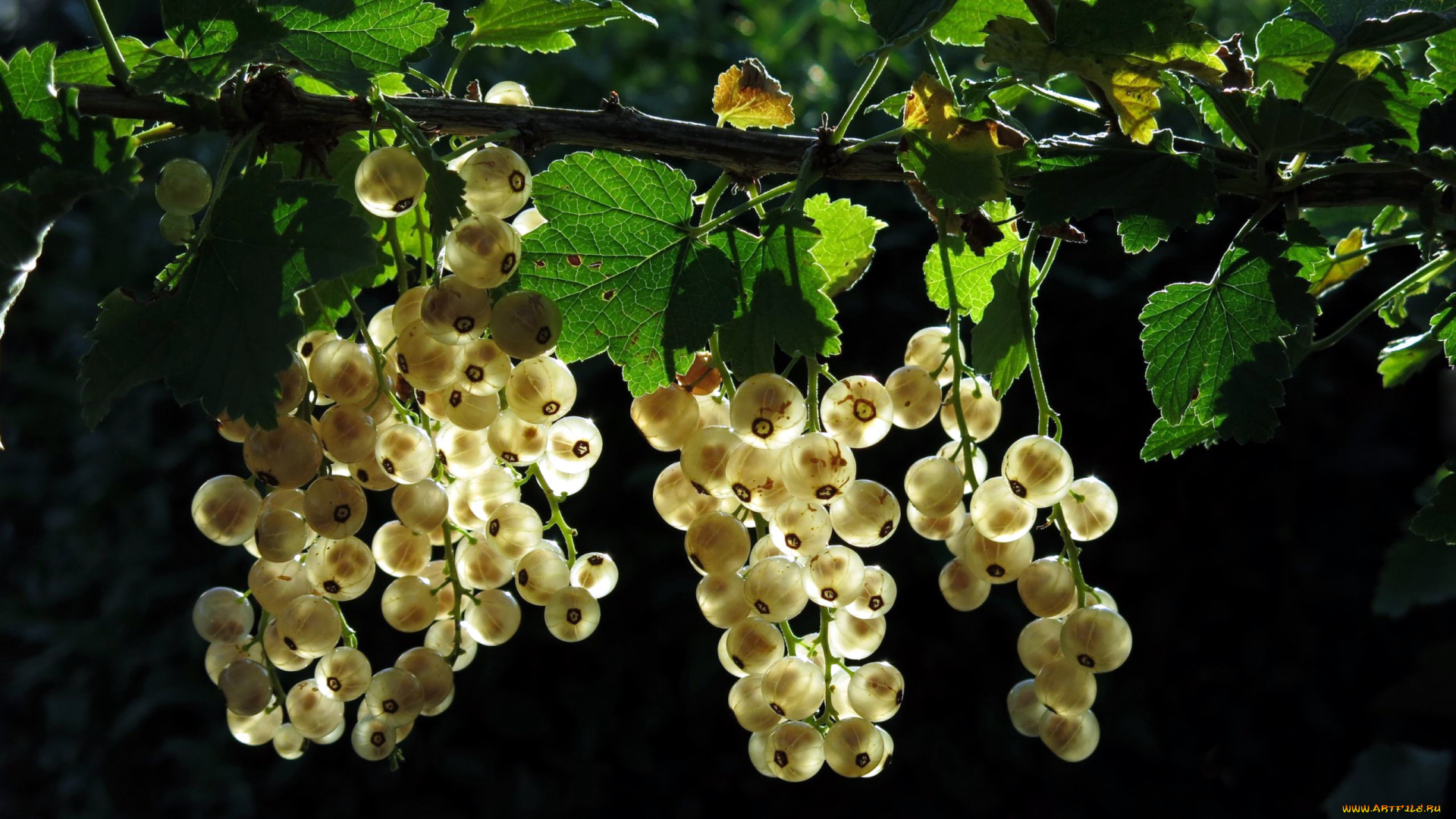 природа, Ягоды, смородина