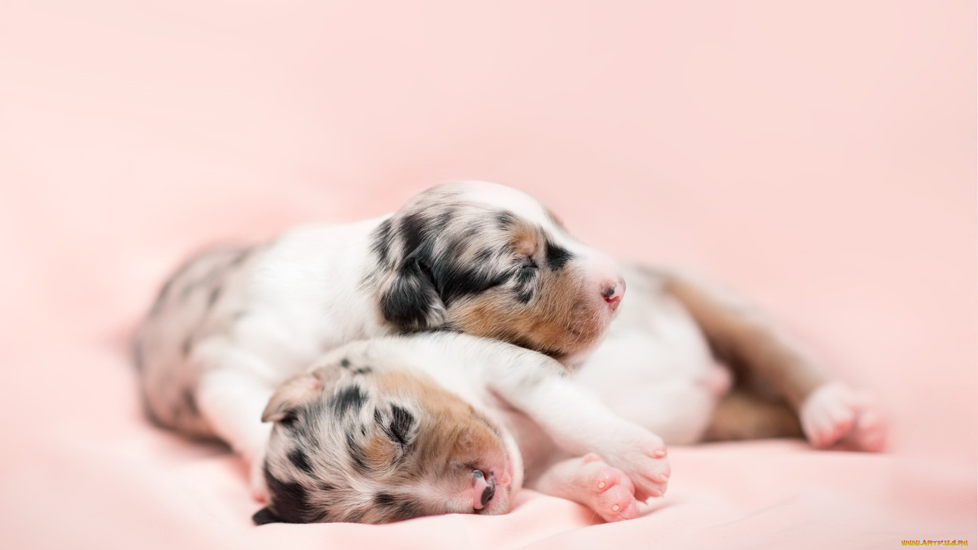 собака, животные, собаки