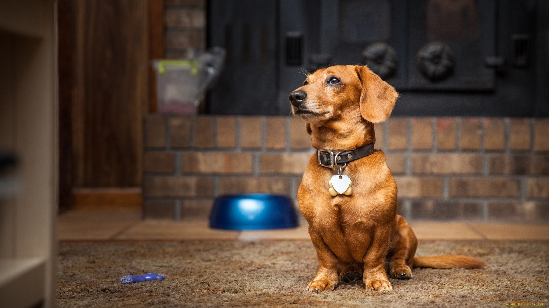 собака, животные, собаки