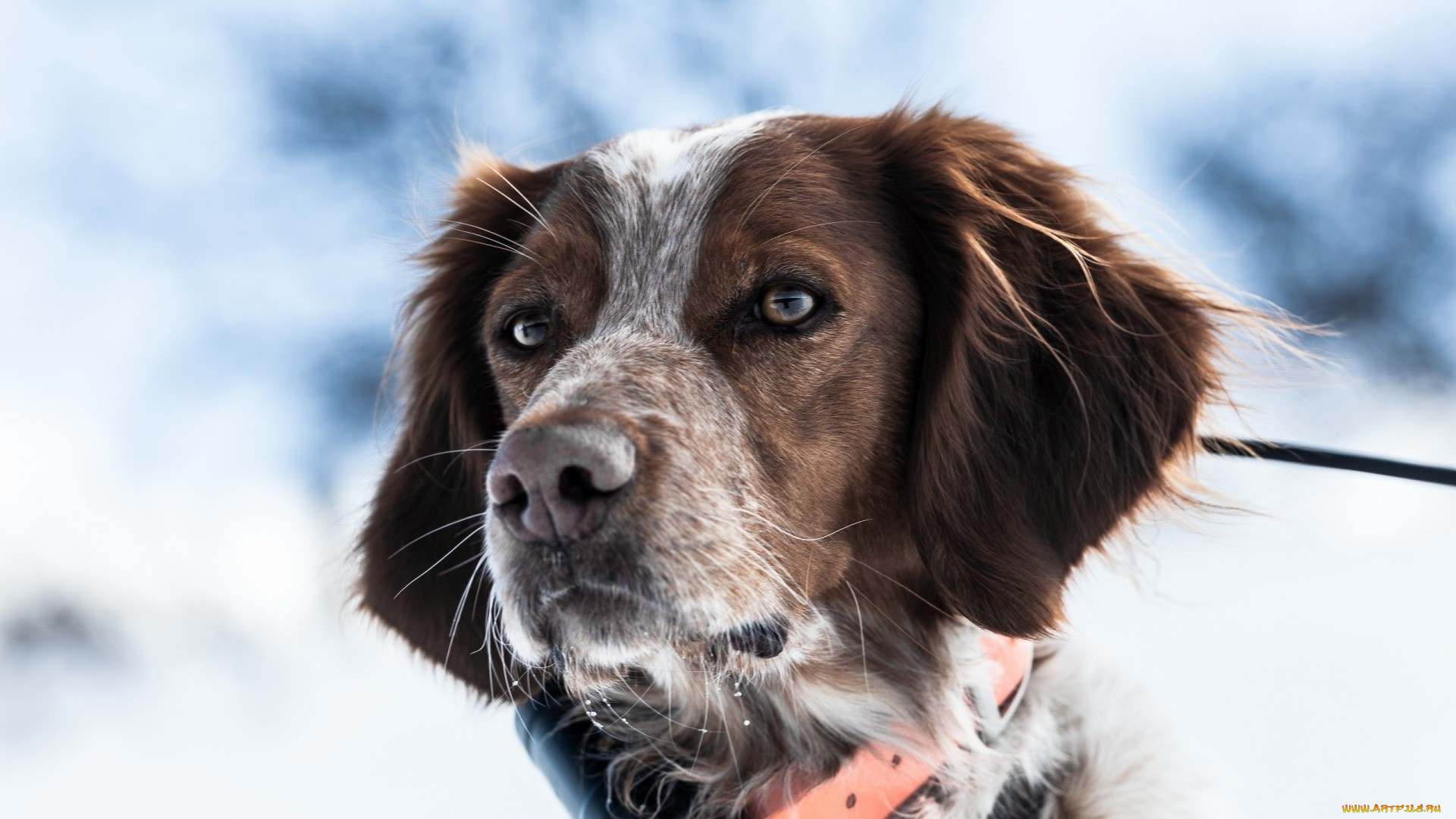 собака, животные, собаки