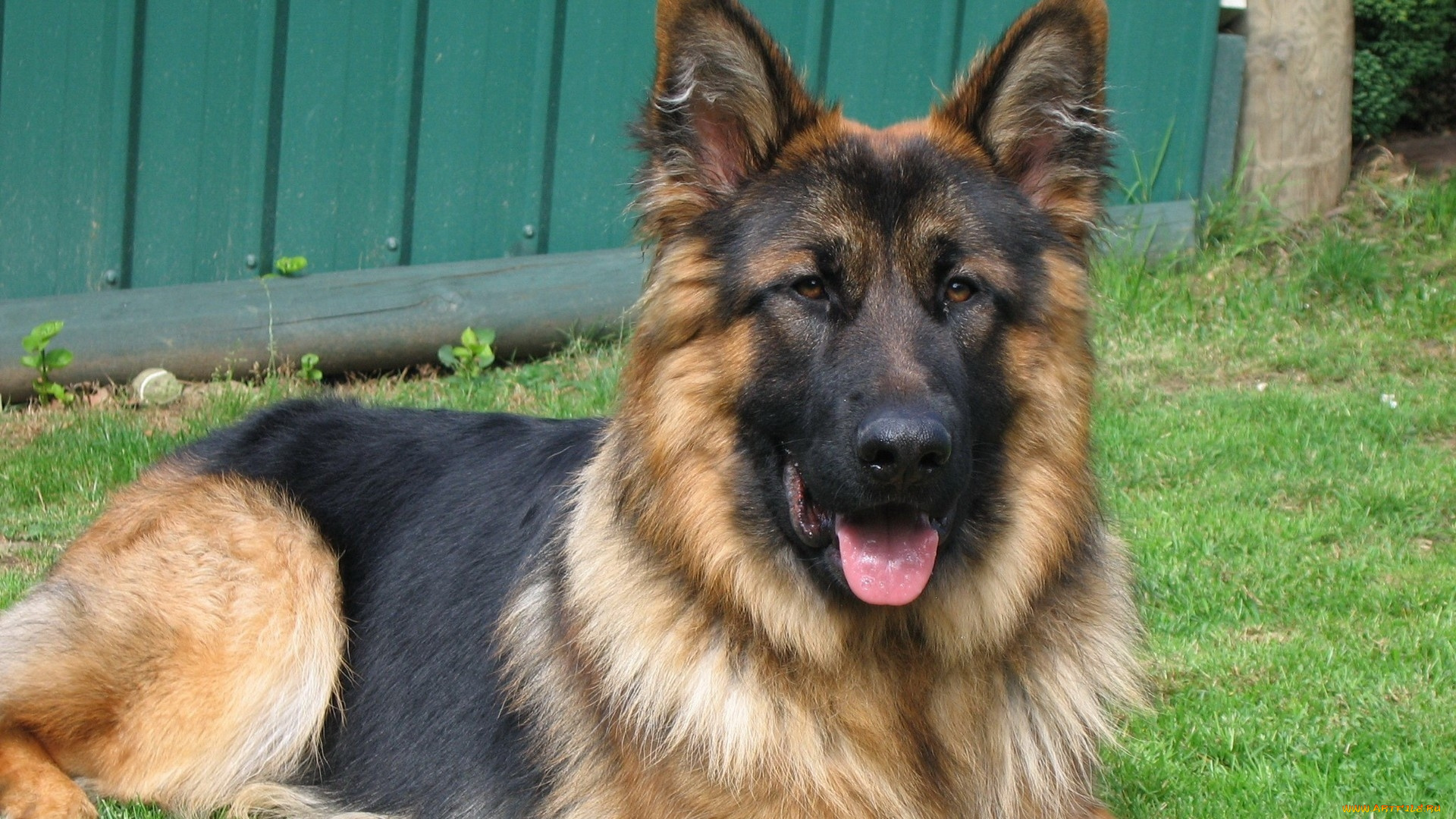 собака, животные, собаки