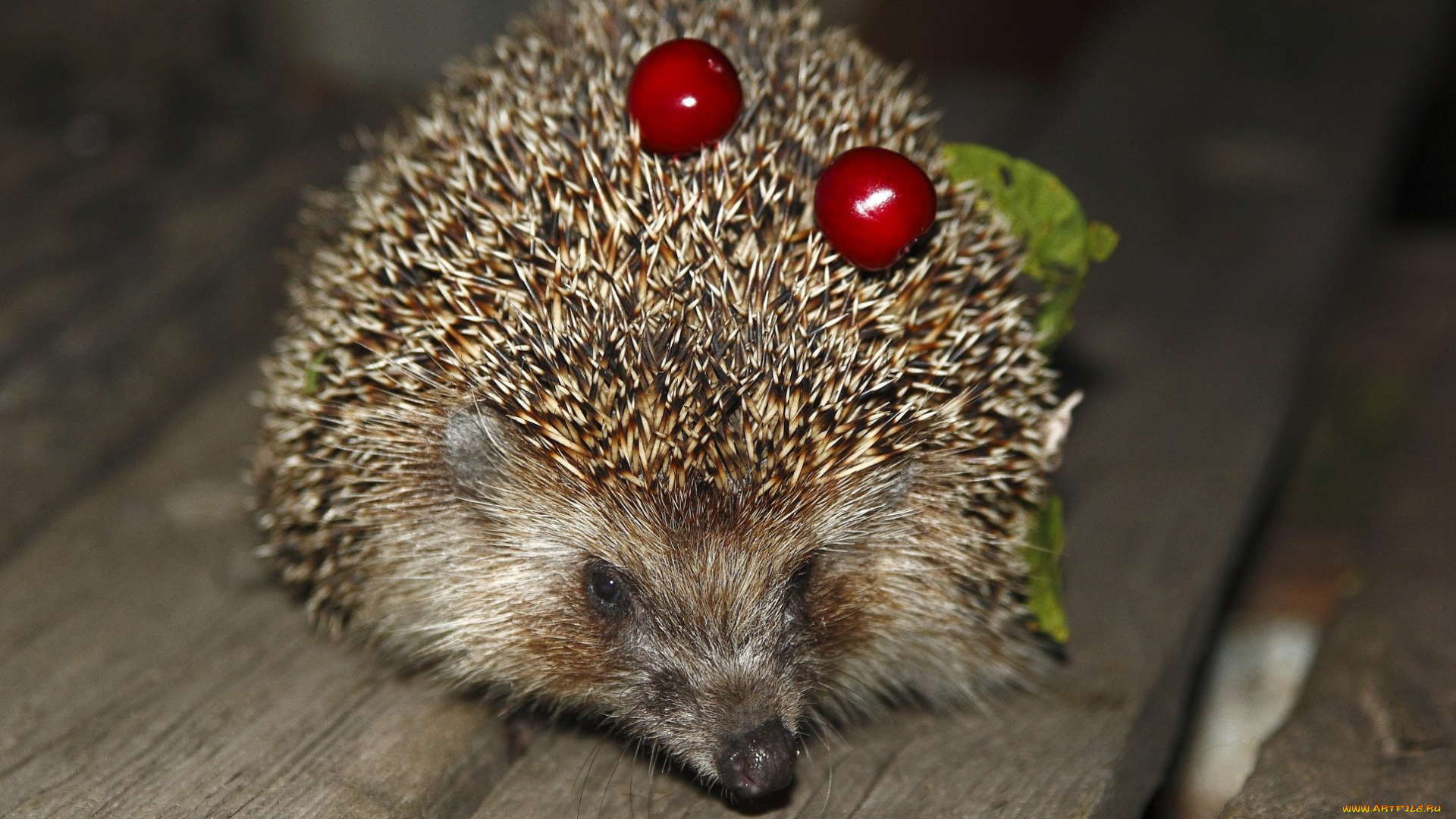 животные, ежи, ёж, доски, ягоды