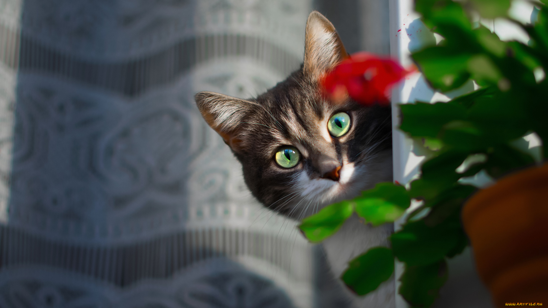 животные, коты, взгляд, шторка, котэ, морда, кот, цветок