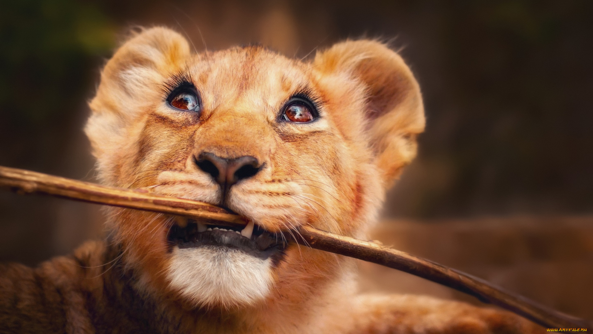 животные, львы, взгляд, палка, львенок, маленький, лев, глаза