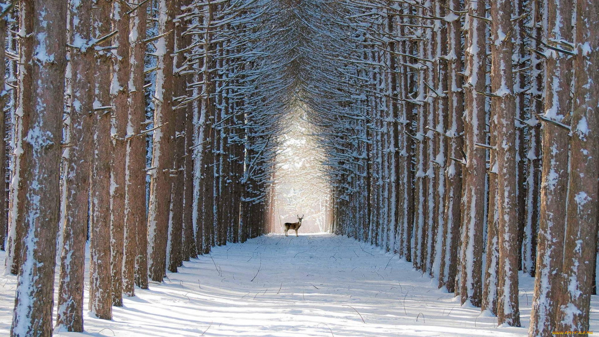 животные, олени, деревья, снег, зима, лес, олень