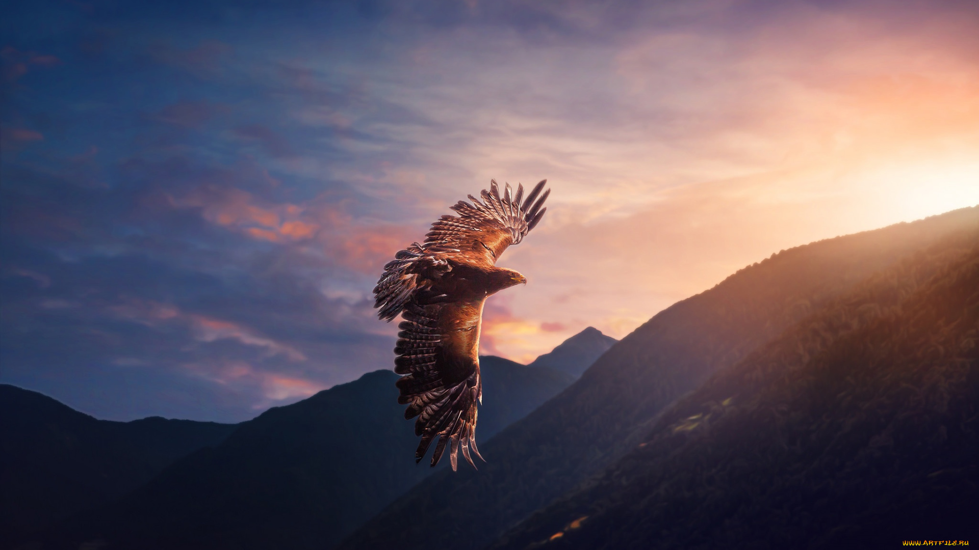 животные, птицы, -, хищники, небо, хищник, полет, птица, орел