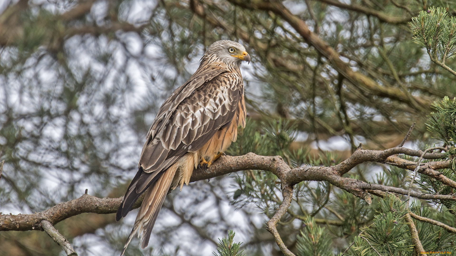 животные, птицы, -, хищники, ястреб, птица, хищник, дерево
