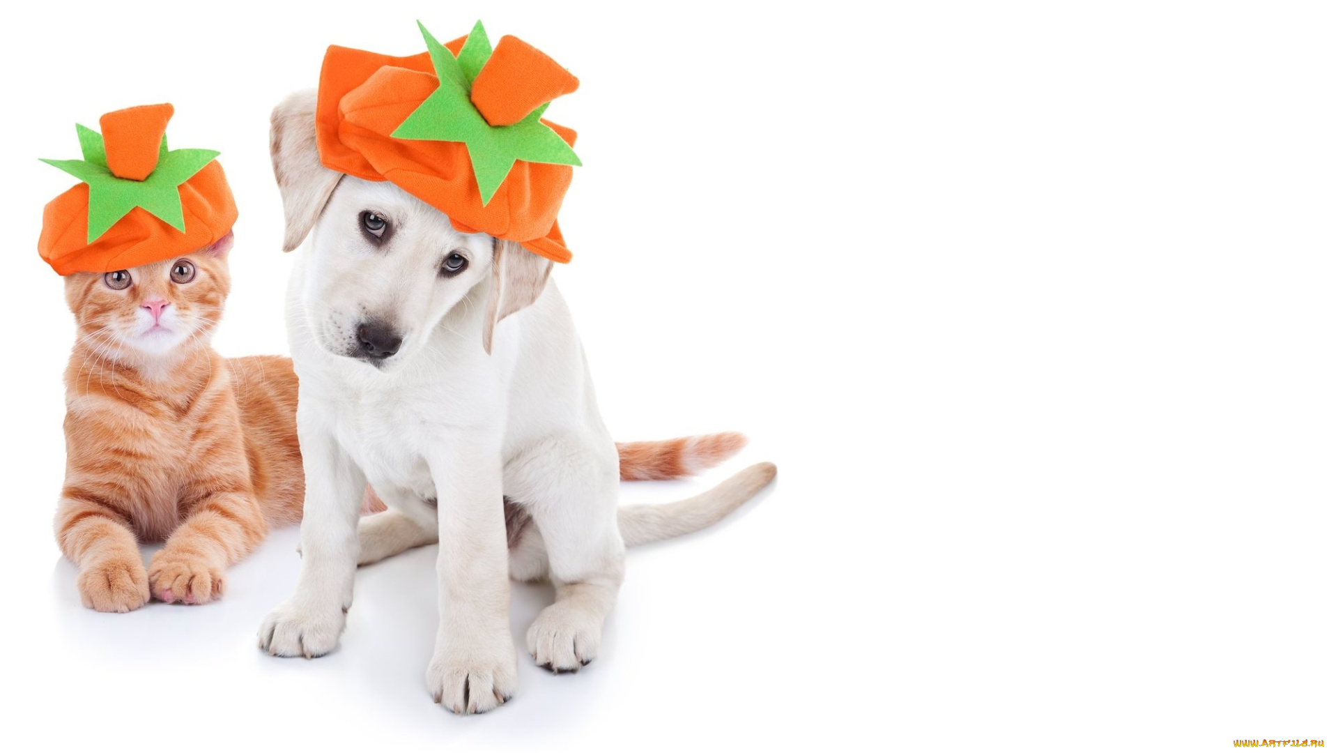 животные, разные, вместе, кот, собака