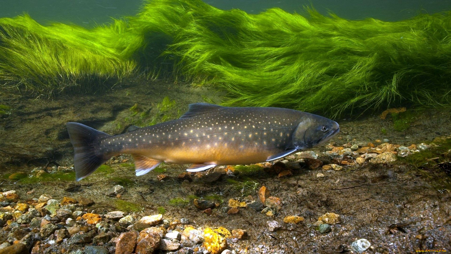 животные, рыбы, река, рыба