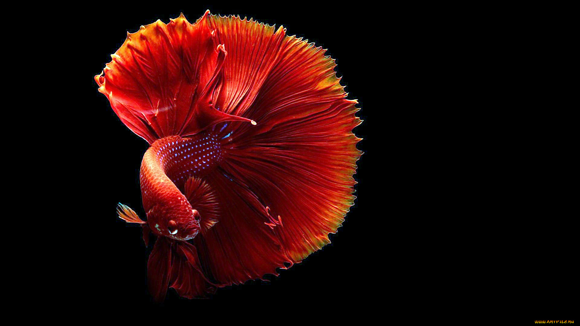 животные, рыбы, рыбка, петушок