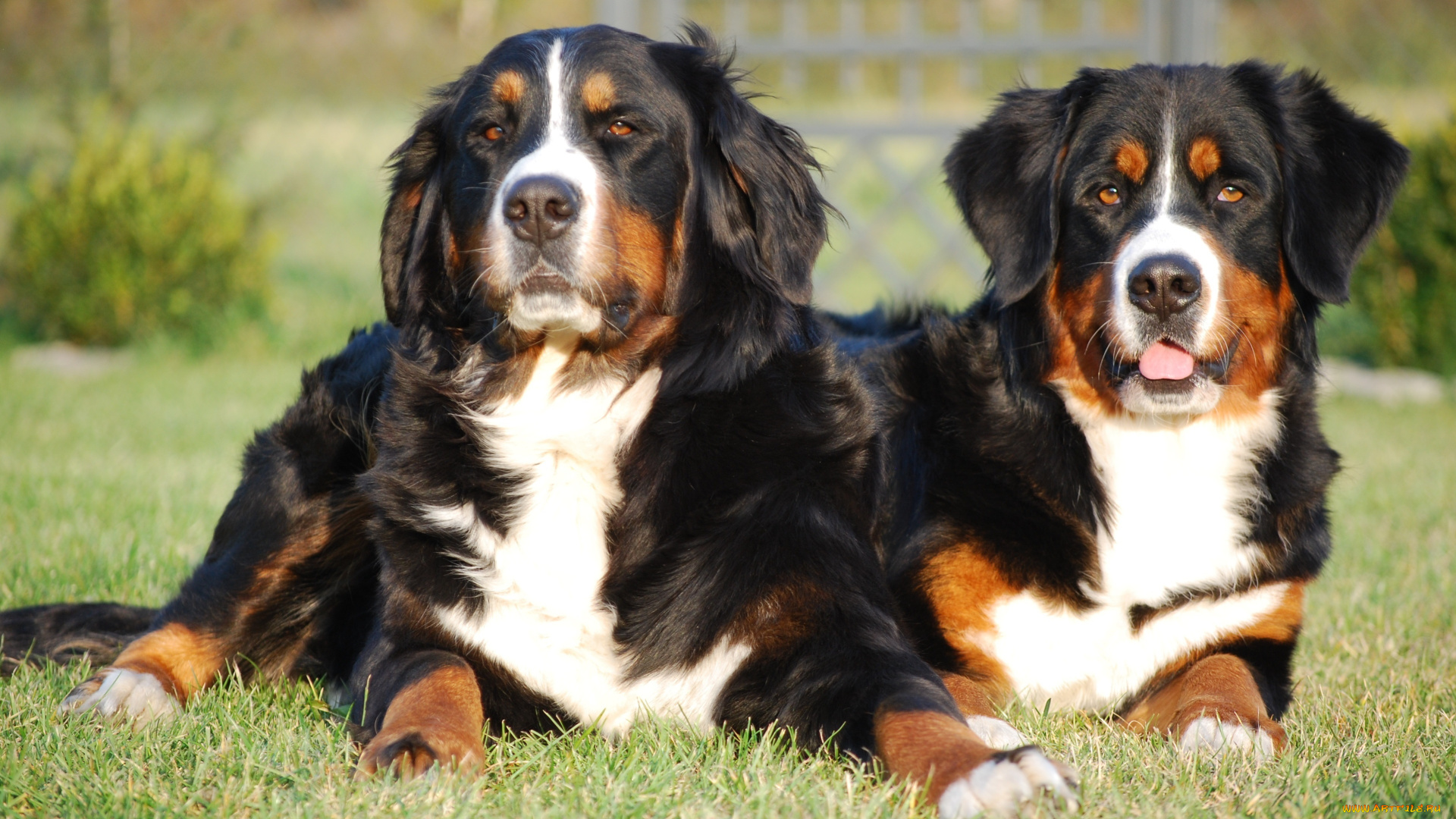 животные, собаки, пара, лужайка, трава