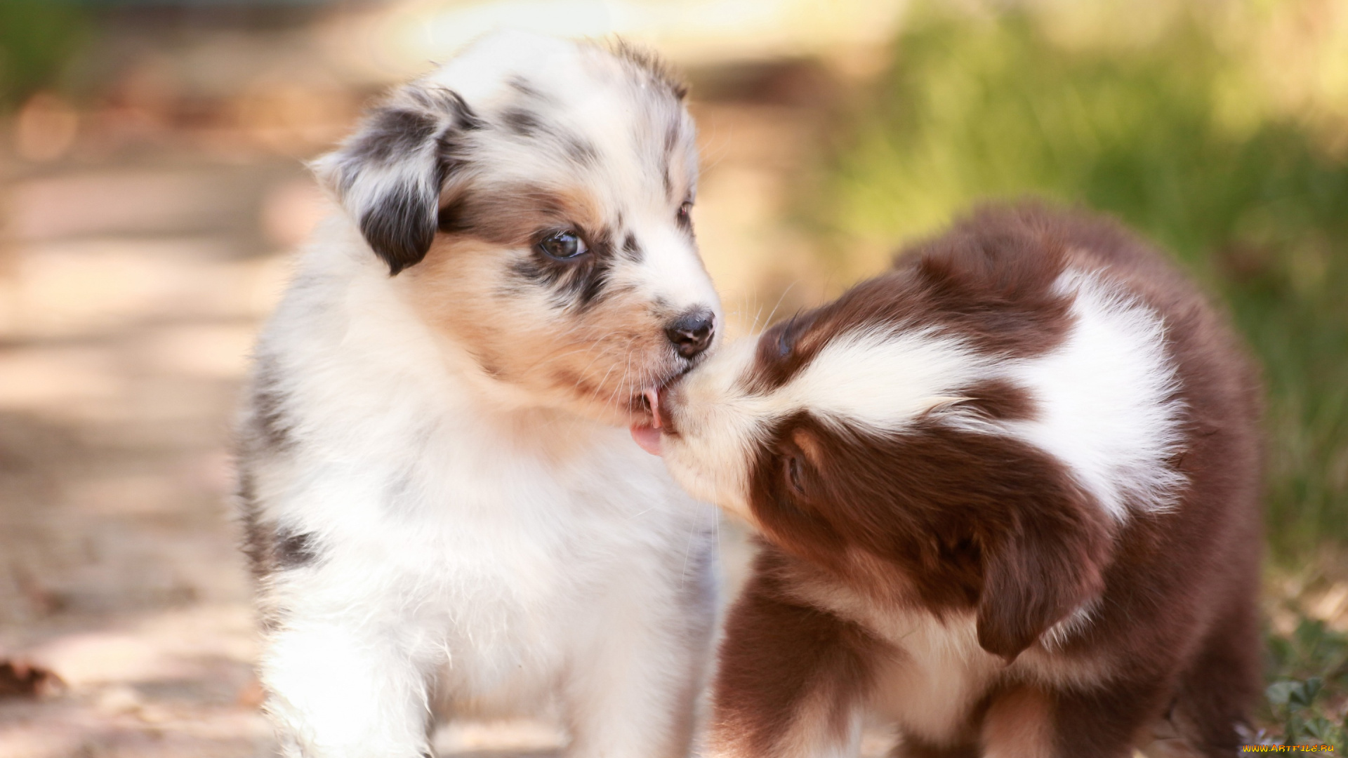 животные, собаки, парочка, поцелуй, малыши, щенки