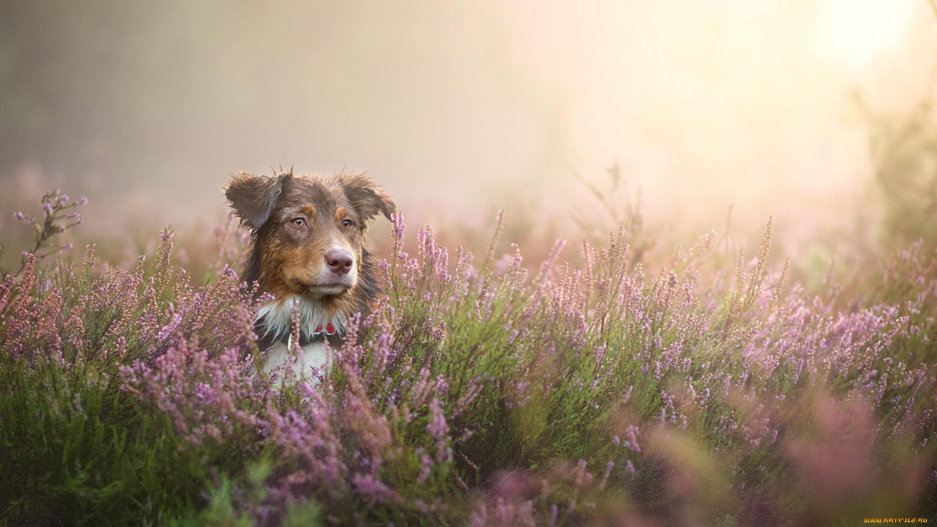 животные, собаки, трава, луг, туман, цветы, пес, собака