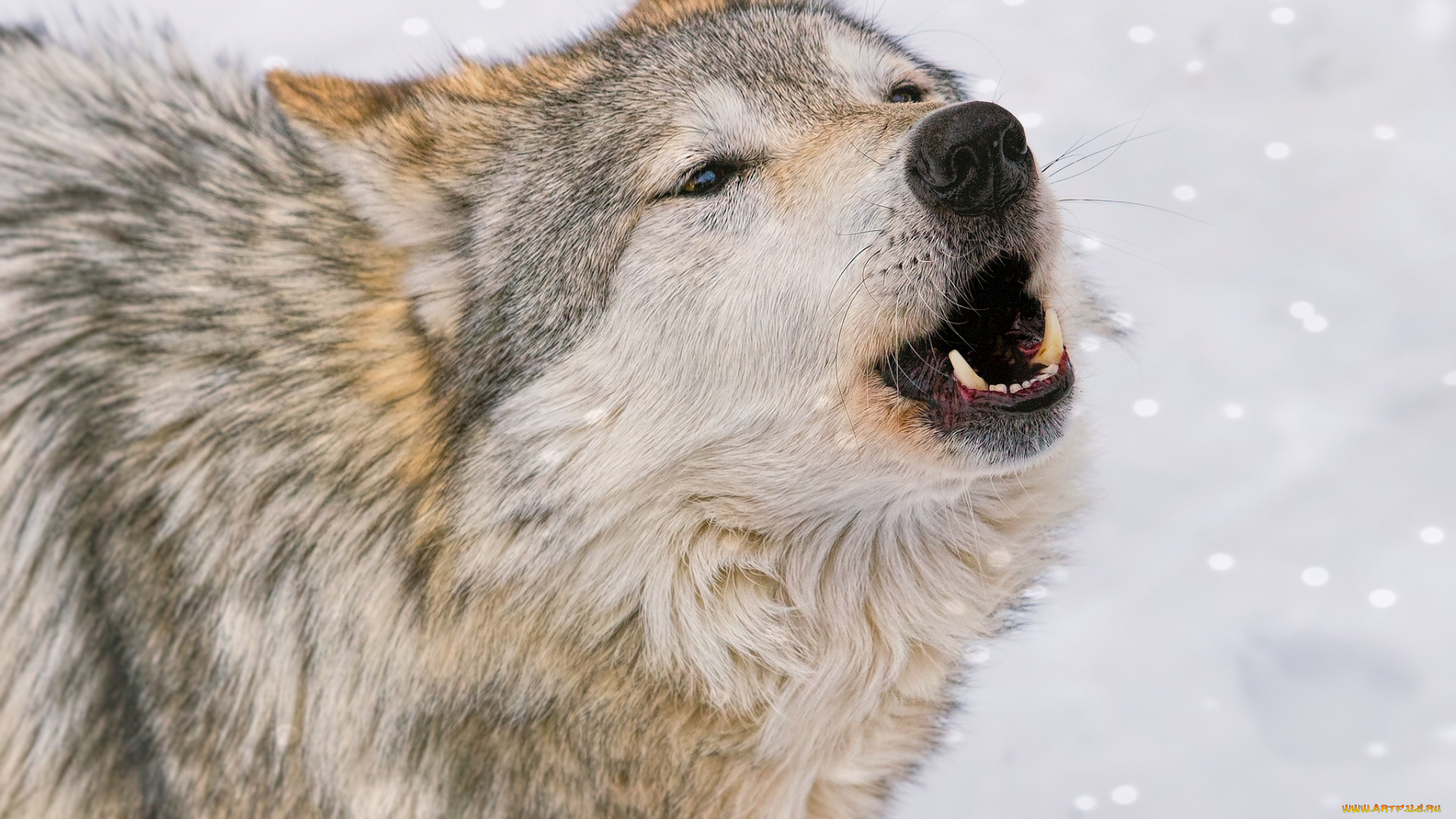 животные, волки, , койоты, , шакалы, волк