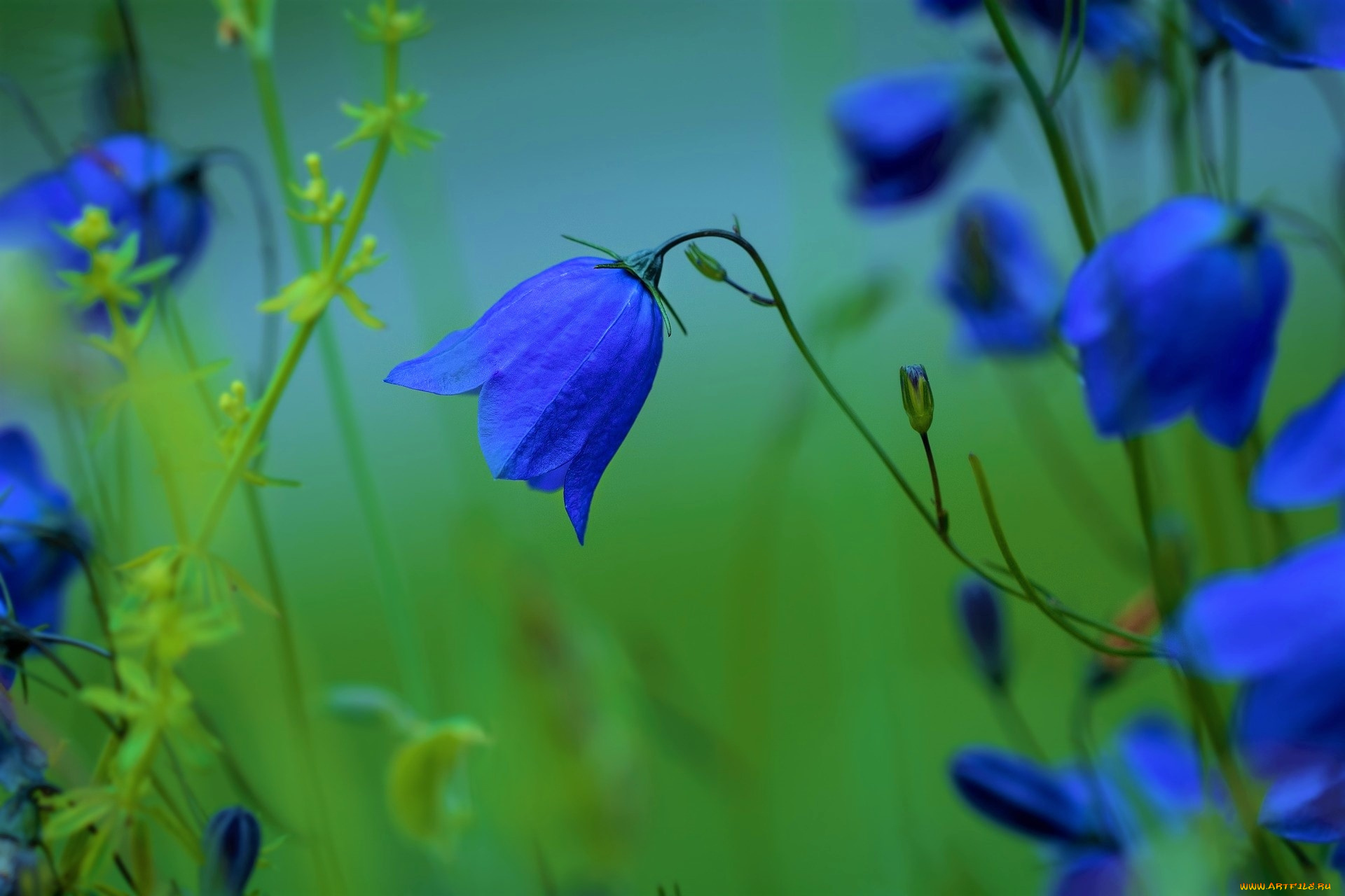 цветы, колокольчики, синий