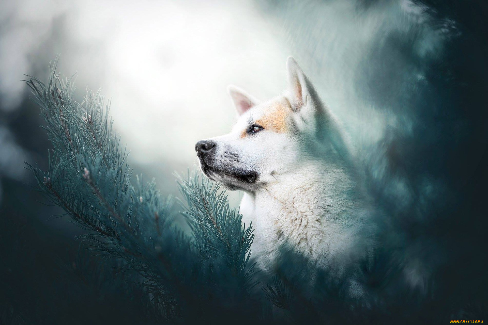 собака, животные, собаки