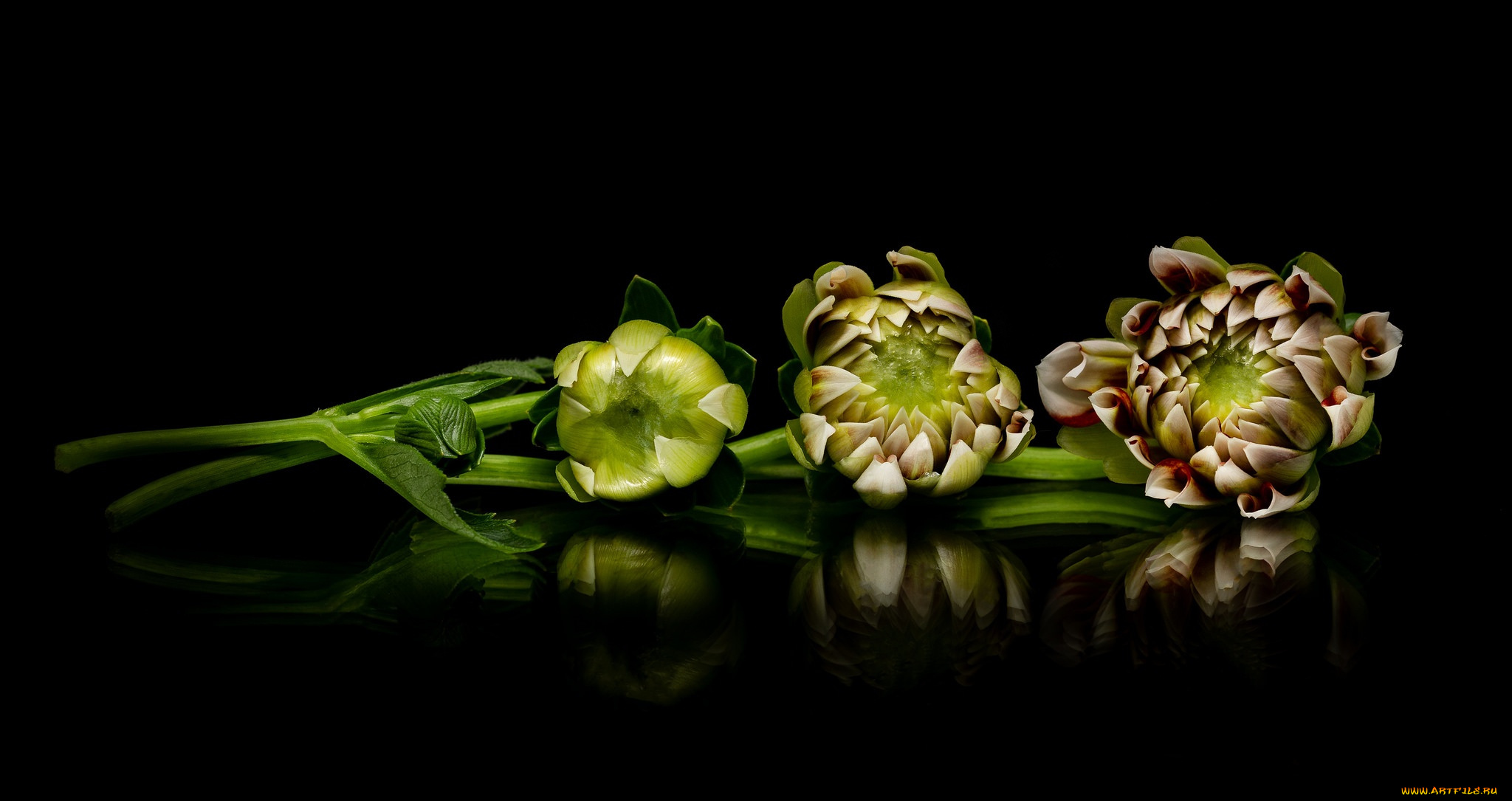 цветы, георгины, отражение, бутоны, георгин