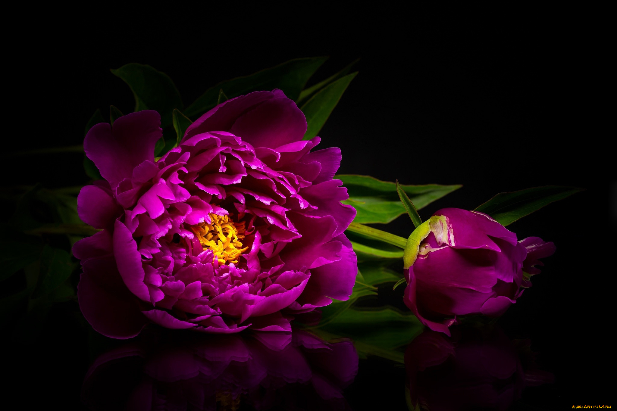 цветы, пионы, бутоны