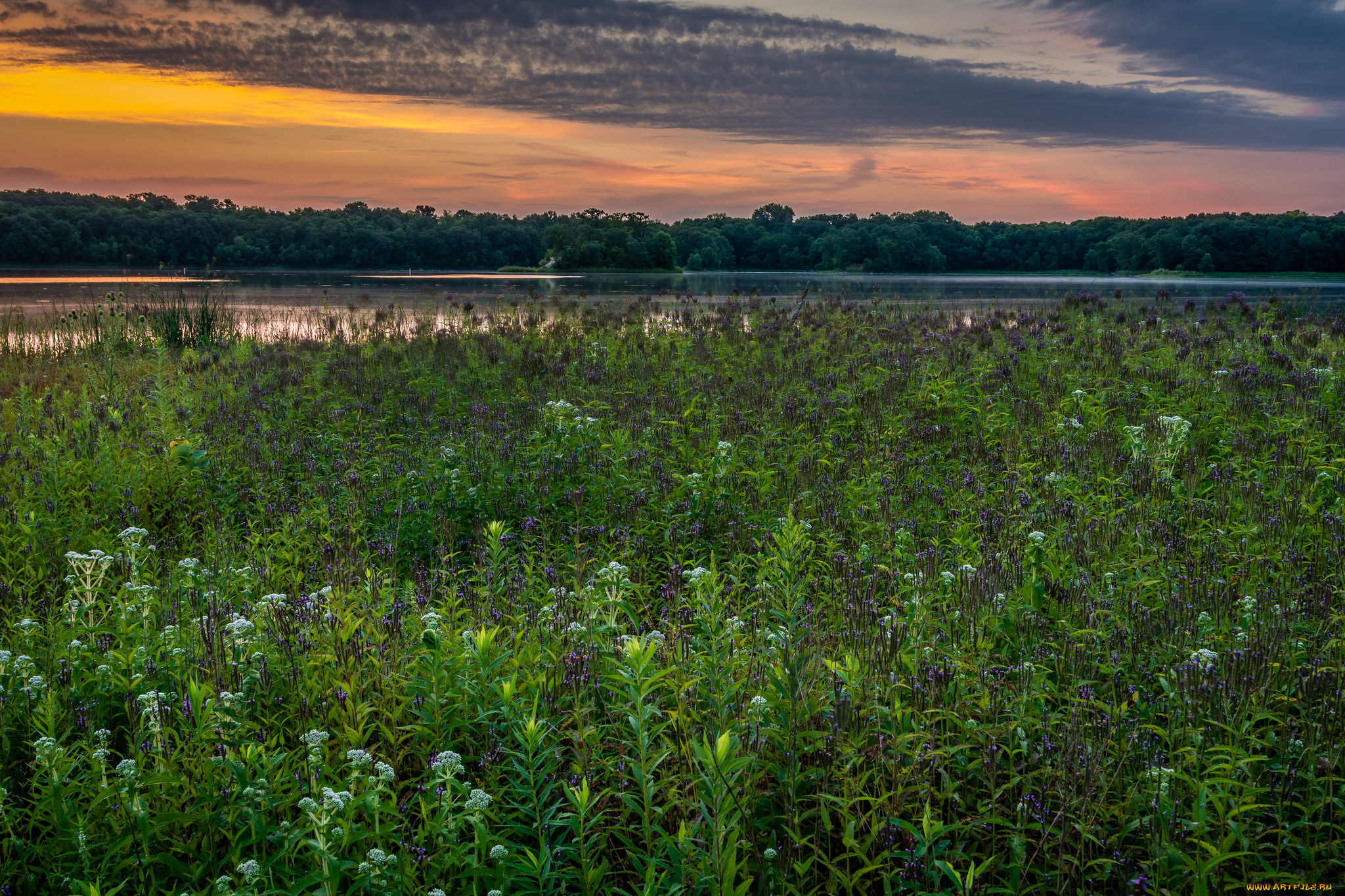 природа, луга, простор