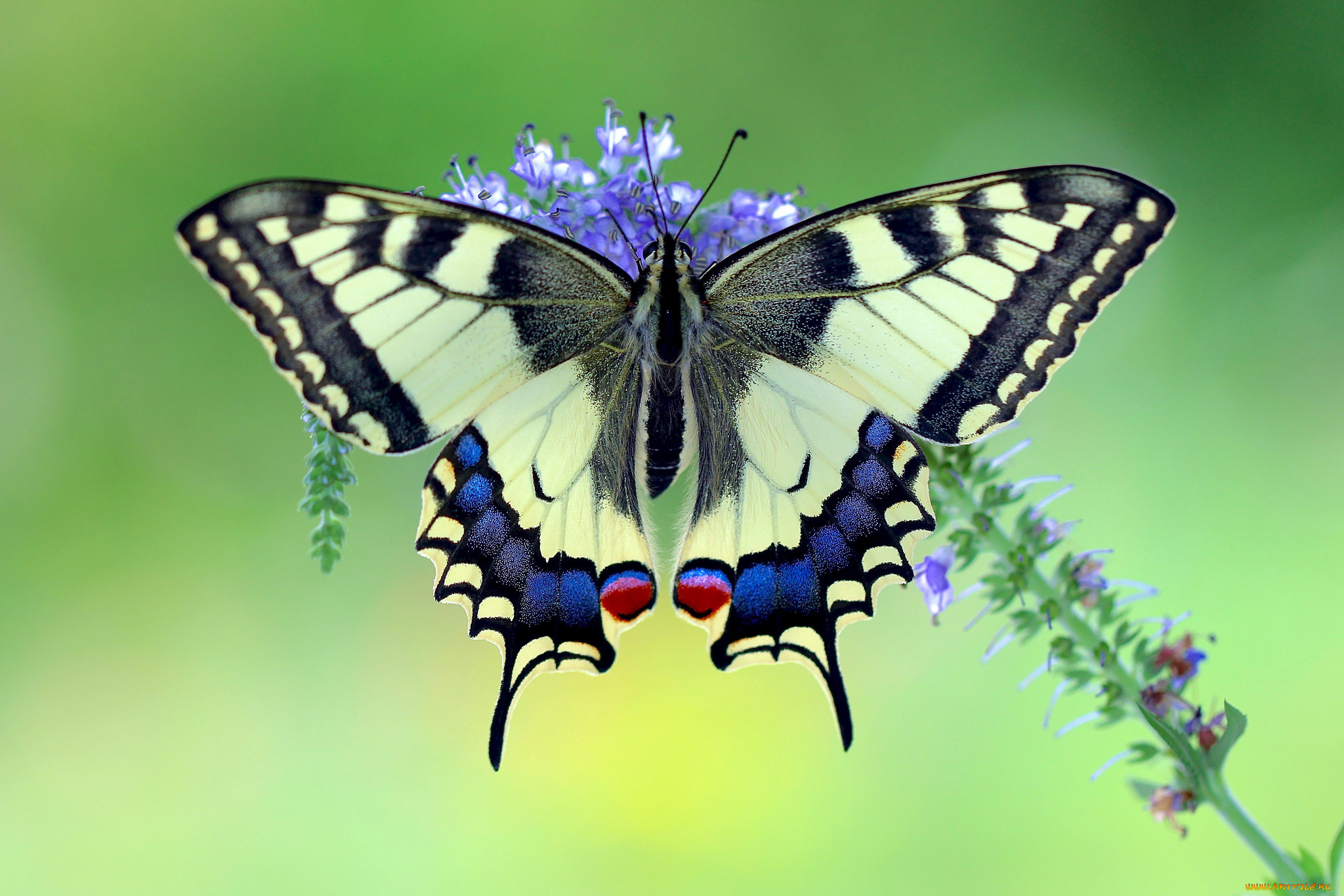 животные, бабочки, , мотыльки, , моли, бабочка