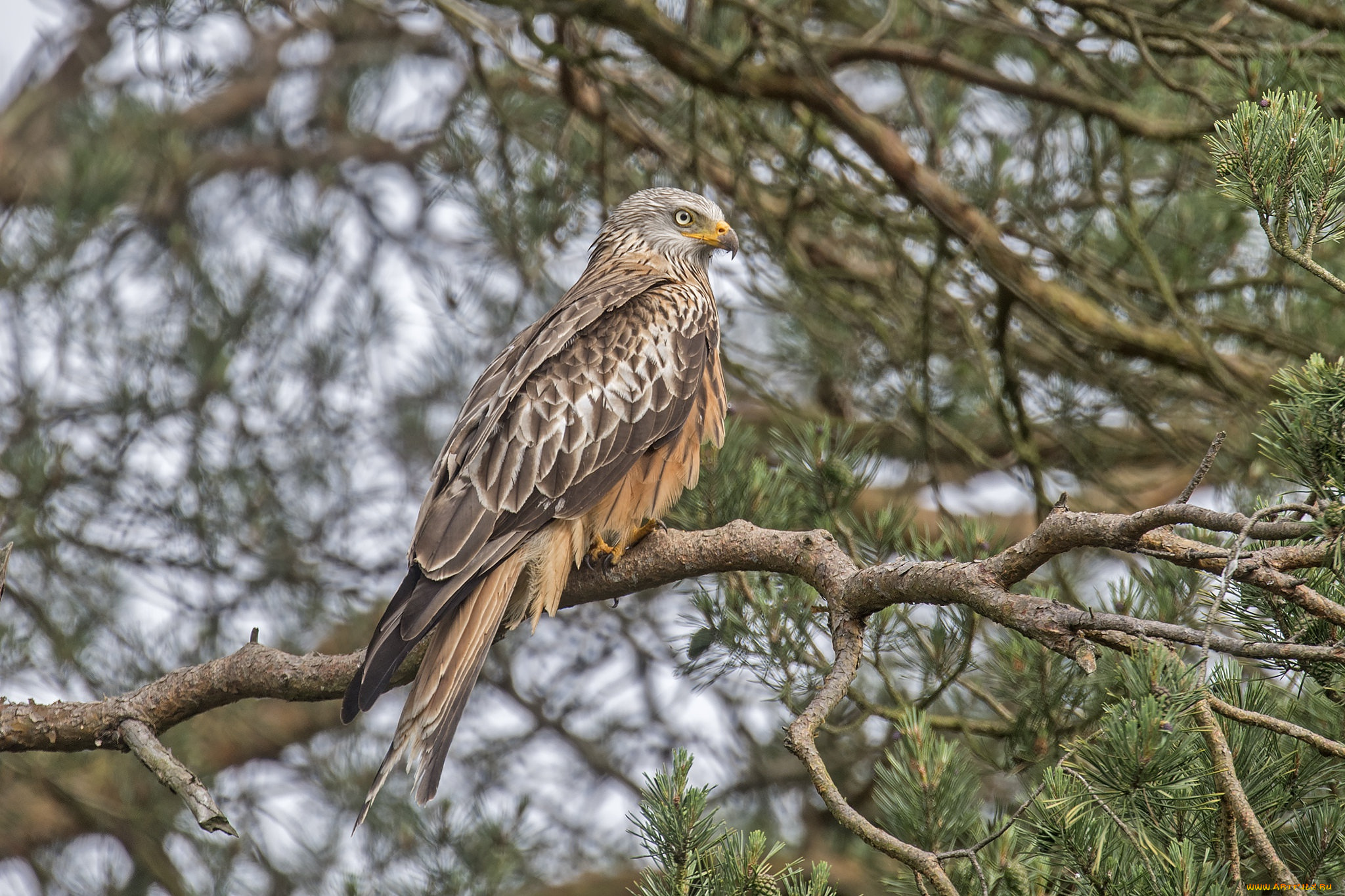 животные, птицы, -, хищники, ястреб, птица, хищник, дерево